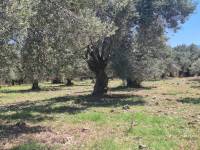 HAVRAN MESCİT MAHALLESİNDE 2400M2 ACİL SATILIK ZEYTİNLİK
